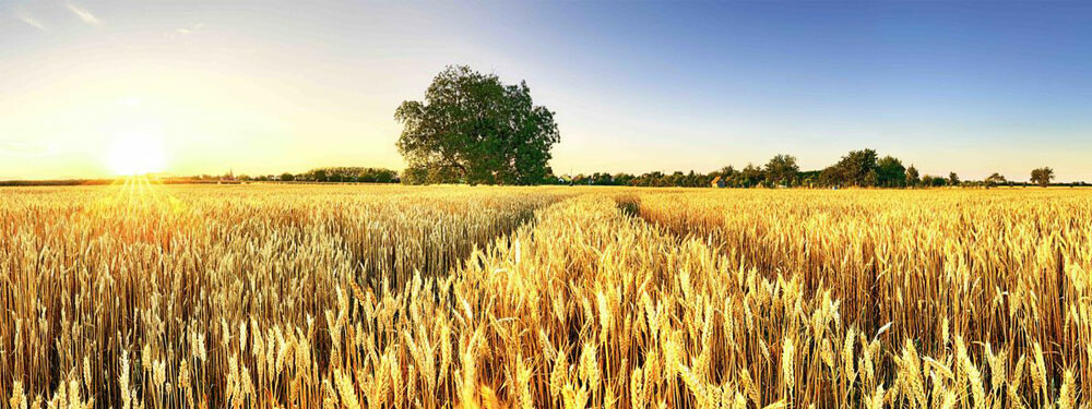 E-Vita - Preisgekrönte Technologie zur Bekämpfung von Pilzen, Bakterien und Viren auf Saatgut E-Vita - Preisgekrönte Technologie zur Bekämpfung von Pilzen, Bakterien…